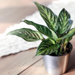 types of potted plants