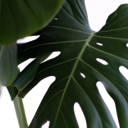 types of tropical house plants