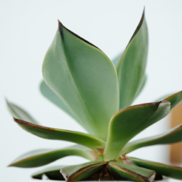 Best plant for beginners