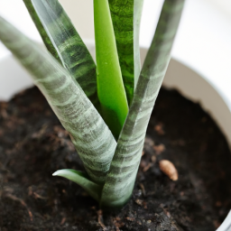 Best plant for beginners