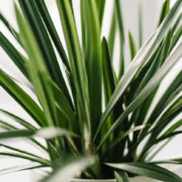 Best plant for east facing window