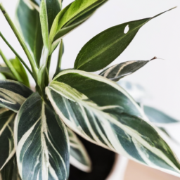 Best plant for east facing window