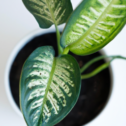 Best plant for windowsill