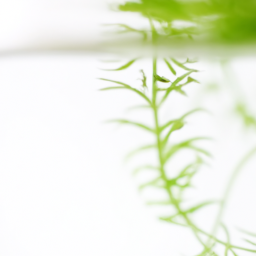 Best plant to grow in water