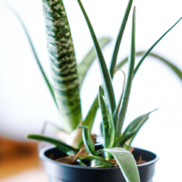 Best plants for an office with no windows