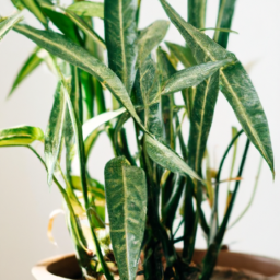 Best plants for an office with no windows