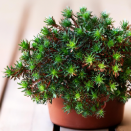 Best plants for desk