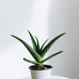 Best plants for desk