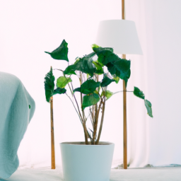 Best plants to have in your bedroom