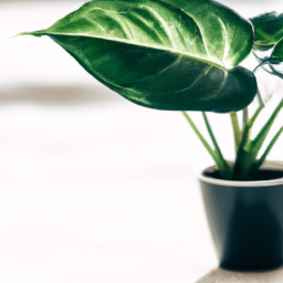 Best plants to have in your bedroom