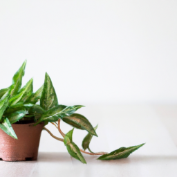 Best small indoor plant