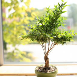 Best small trees to plant near house