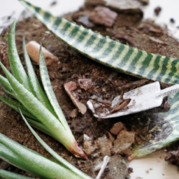 Best soil for succulents indoors