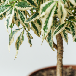 Best tree to grow indoors