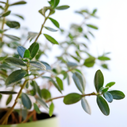 Best tree to grow indoors