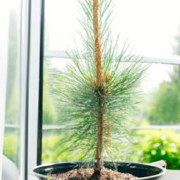 Best tree to plant near a house