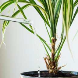 Best way to water indoor plants