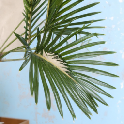 Can You Keep Outdoor Plants Indoors