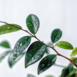 Indoor Plants Japanese