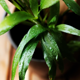 Indoor Plants Japanese