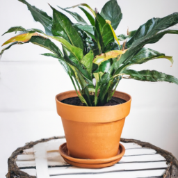 Indoor Plants Online Store