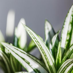 Indoor Plants Without Pollen