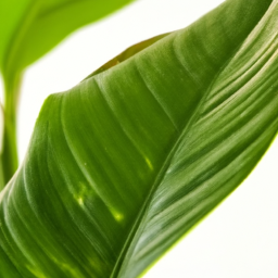 Indoor Plants Without Pollen