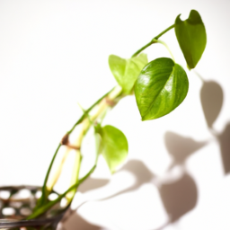 Which Indoor Plants Don’t Need Sunlight