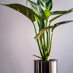 Which Indoor Plants Don’t Need Sunlight