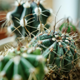 cactus plants care indoor