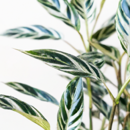 chinese evergreen types