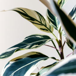 chinese evergreen types