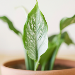 common types of houseplants