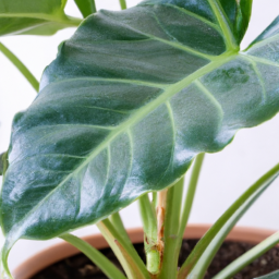 common types of houseplants