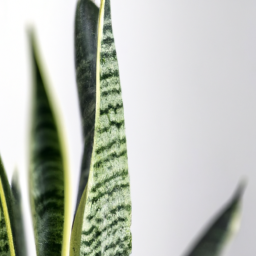 cylindrical snake plant varieties