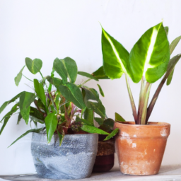 different kinds of house plants