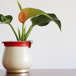 different kinds of house plants