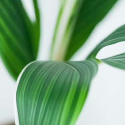 house plant with long skinny leaves