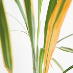 house plant with long skinny leaves