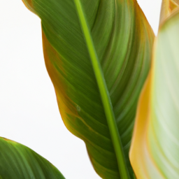 house plants with long leaves