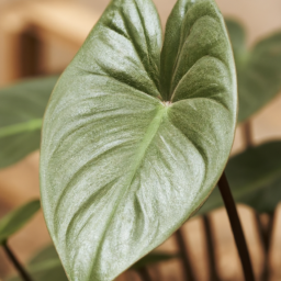 houseplant varieties