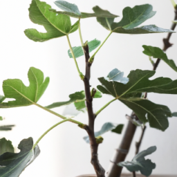 indoor fig tree types