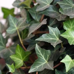 indoor ivy plant types