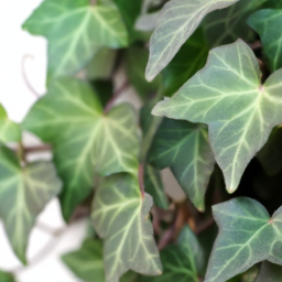 indoor ivy plant types