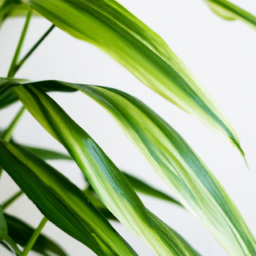 indoor plant with long leaves