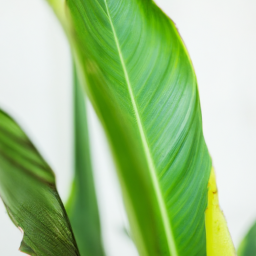indoor plant with long leaves