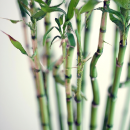 indoor types of bamboo plants