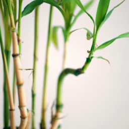 indoor types of bamboo plants