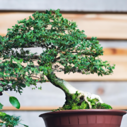 indoor types of bonsai trees