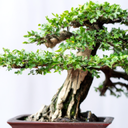 indoor types of bonsai trees